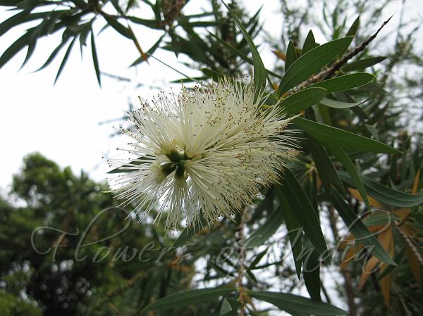 White Bottle Brush